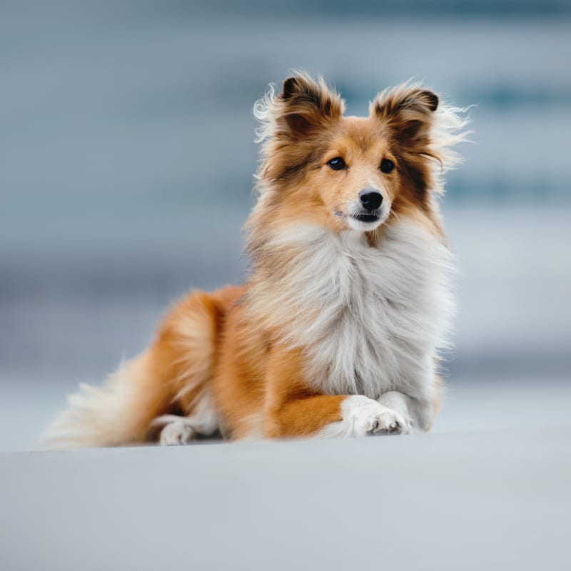 Behaviour Training for Dogs, Lethbridge Vet