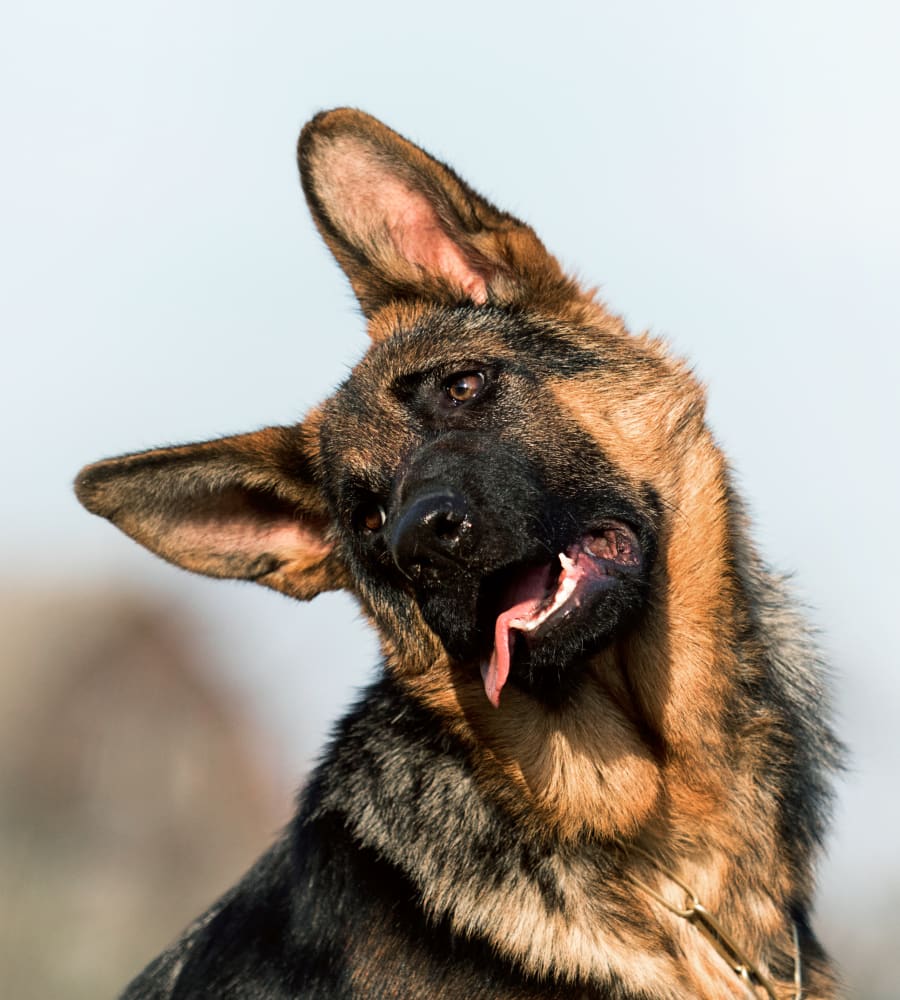 Community Outreach, Lethbridge Vet