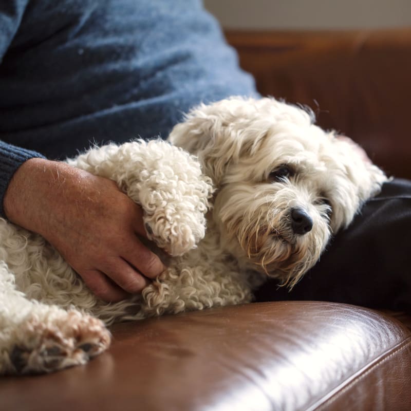 Geriatric Care for Pets, Lethbridge