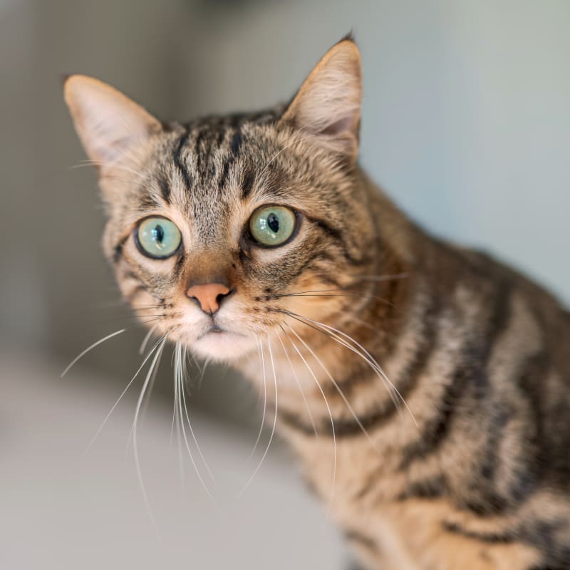 Vet Surgery for Cats at Lethbridge